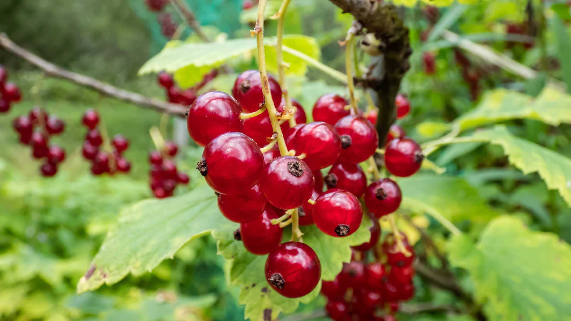 Redcurrants