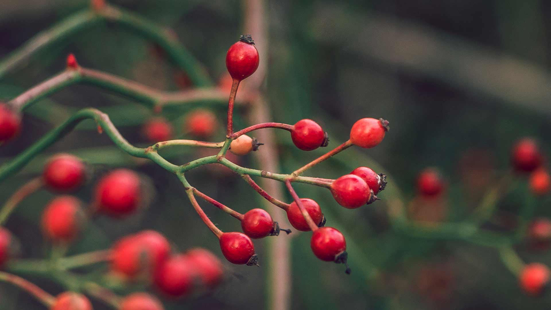 Rosehips on winter