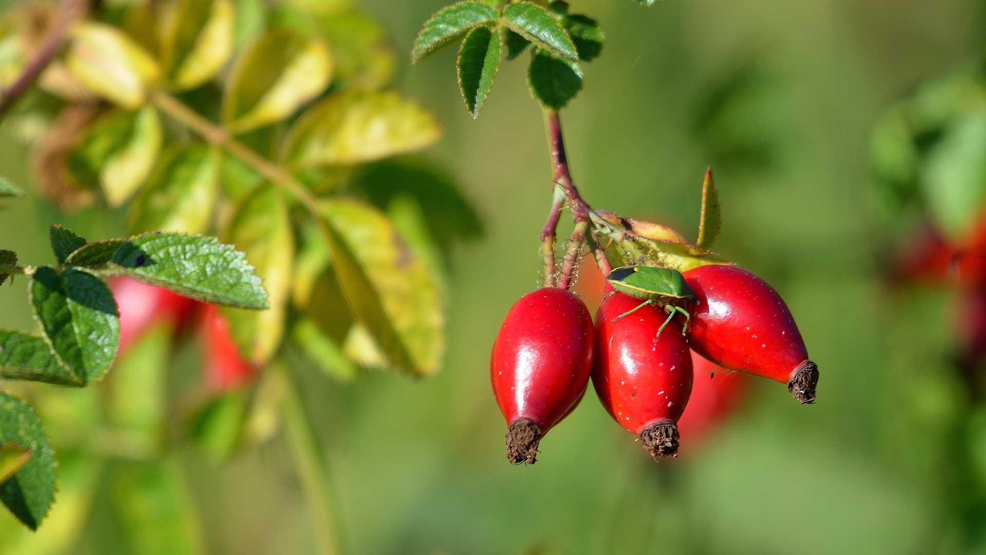 Rosehips