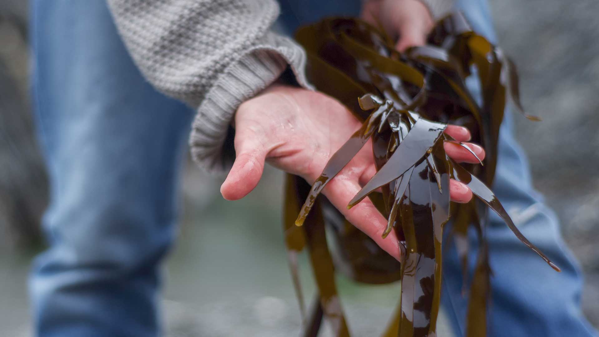 Seaweed