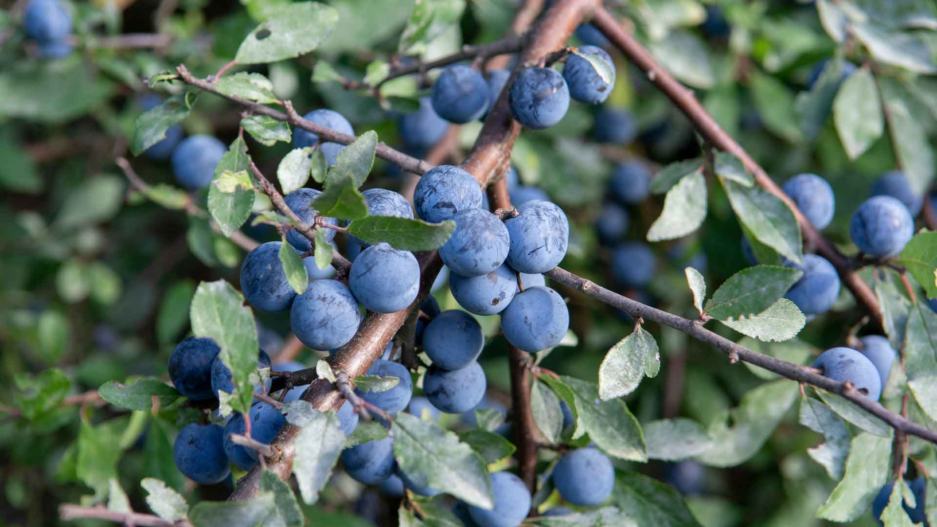 Sloe Berries