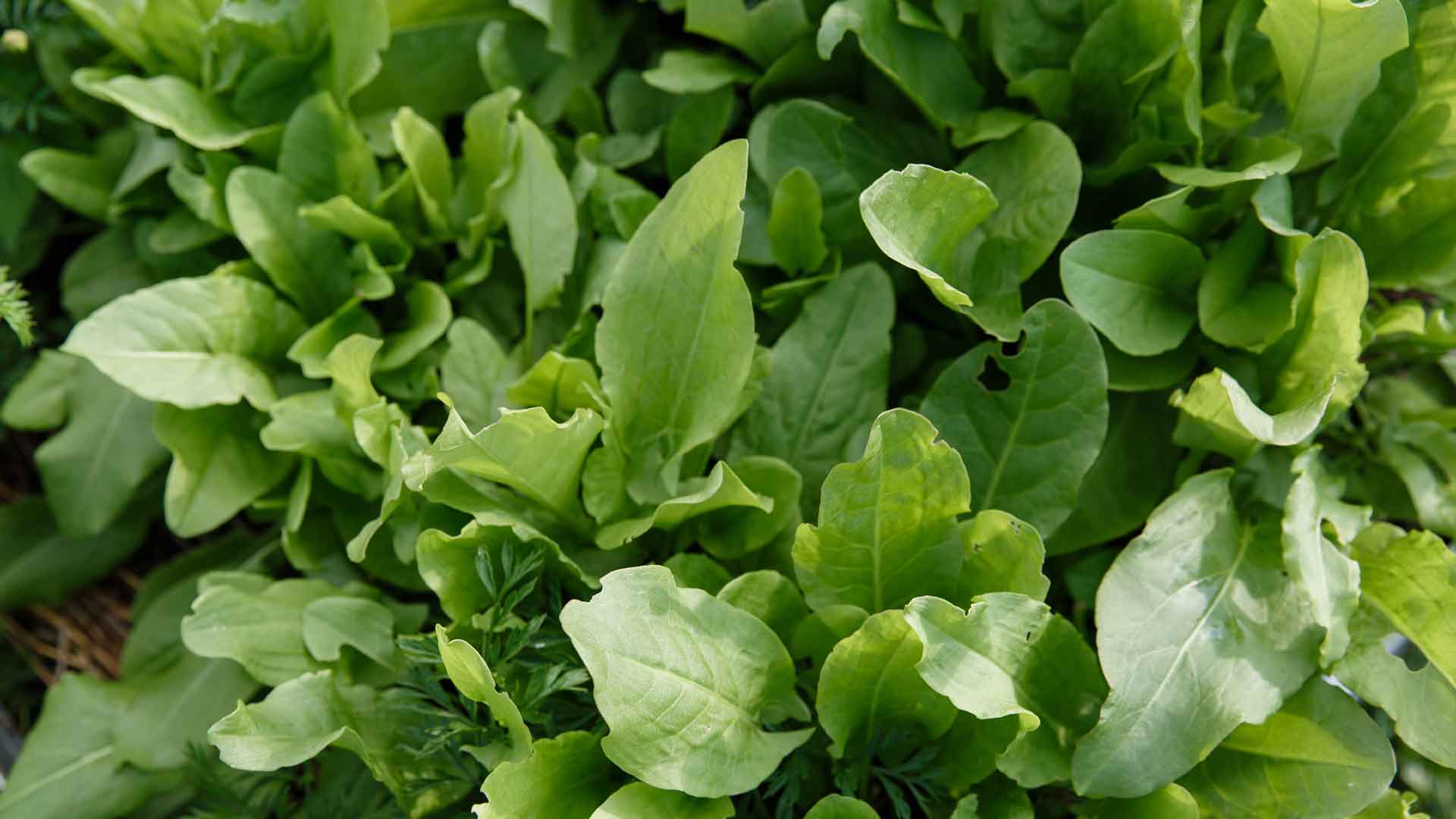 Sorrel