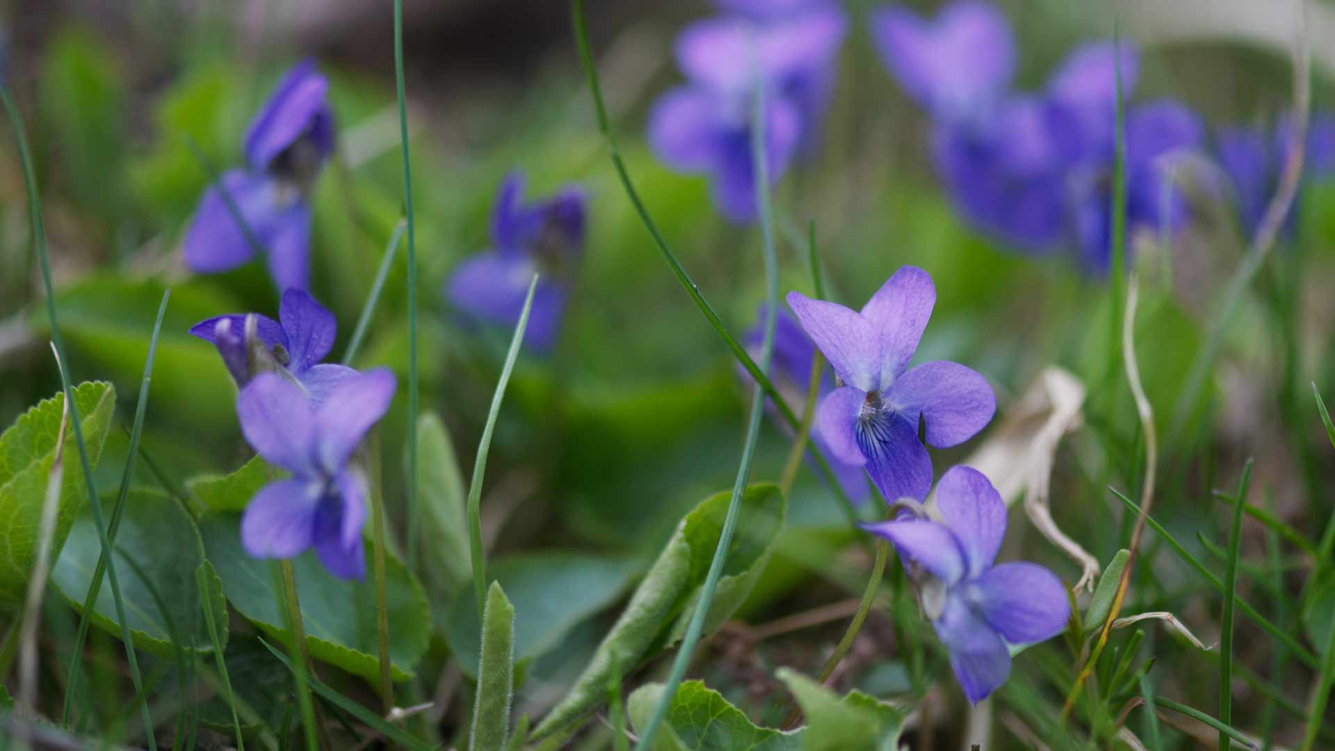 Sweet violet