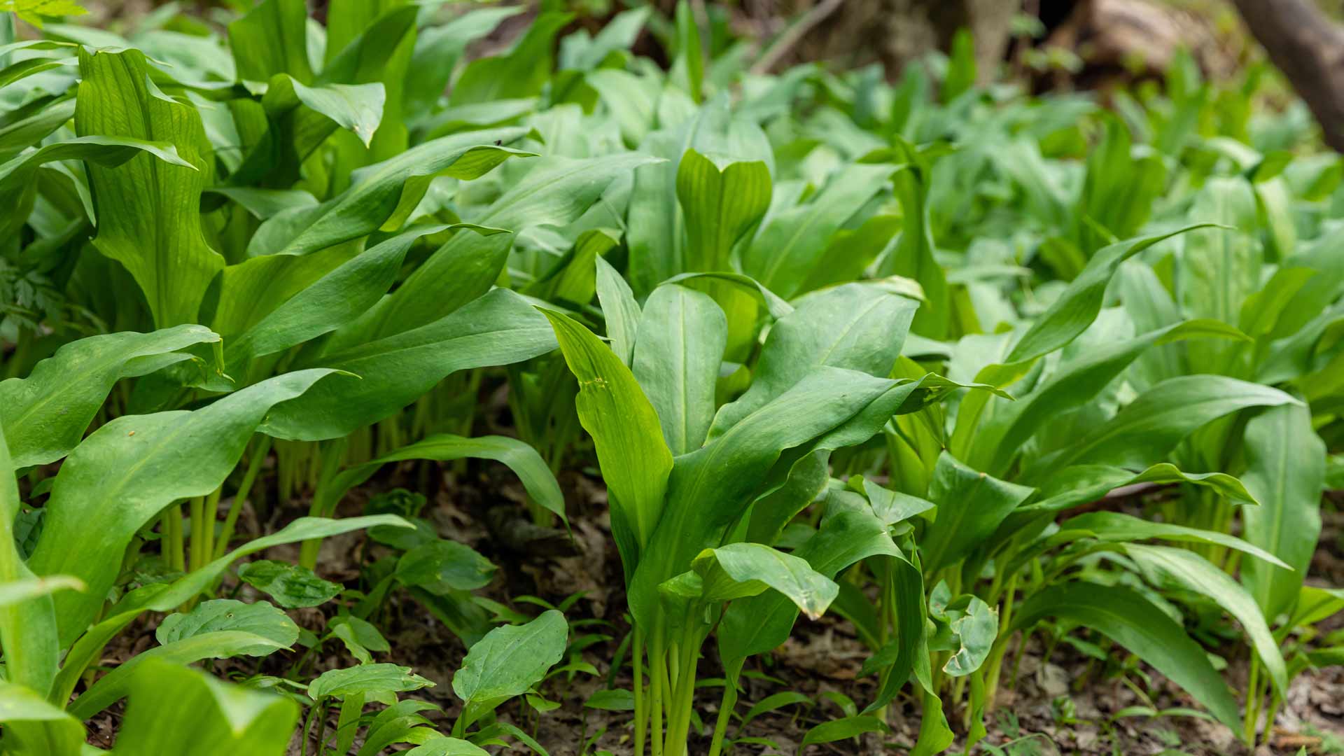 Wild garlic