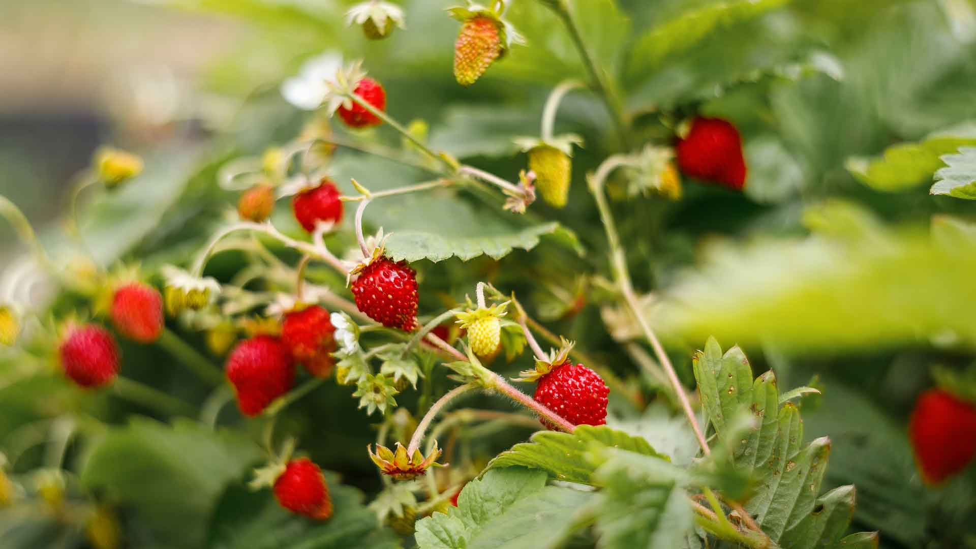 Wild strawberries