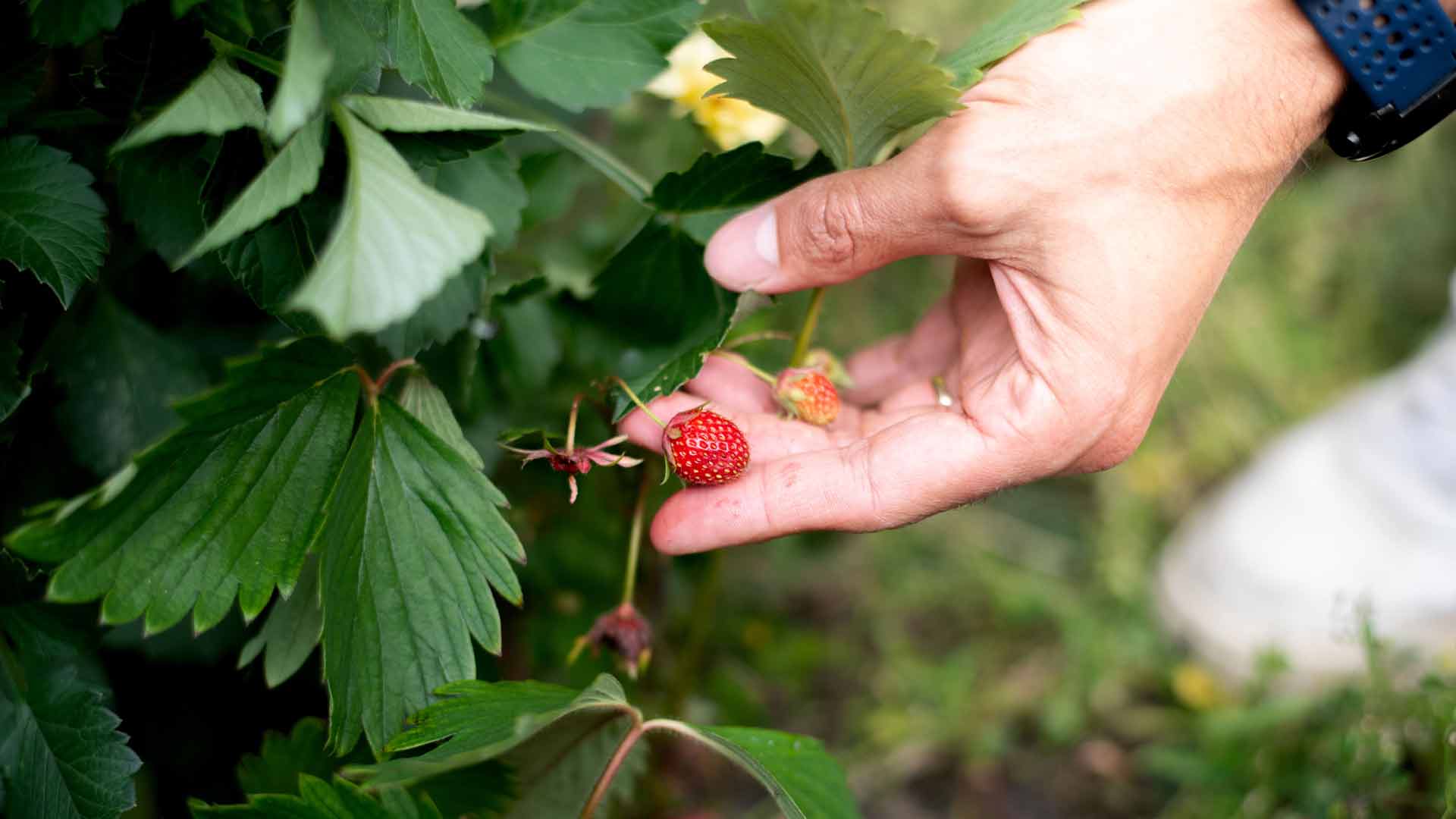 Wild strawberries being picked