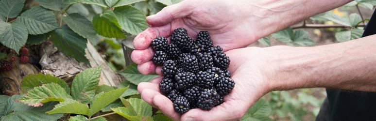 blackberries