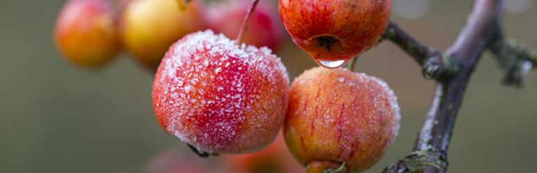 Crab Apples