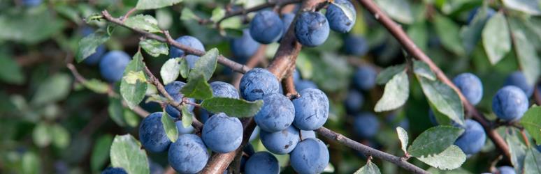 Sloes