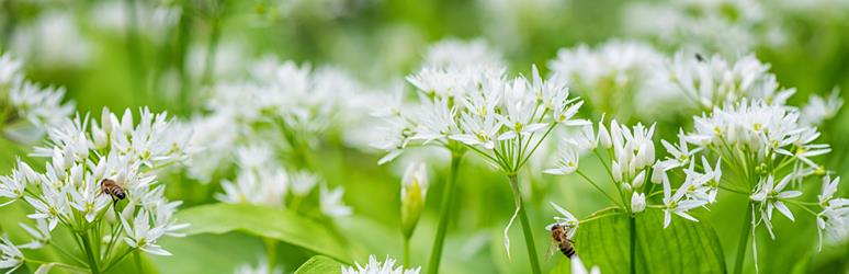 Wild garlic plants 