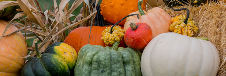 Pumpkin Display