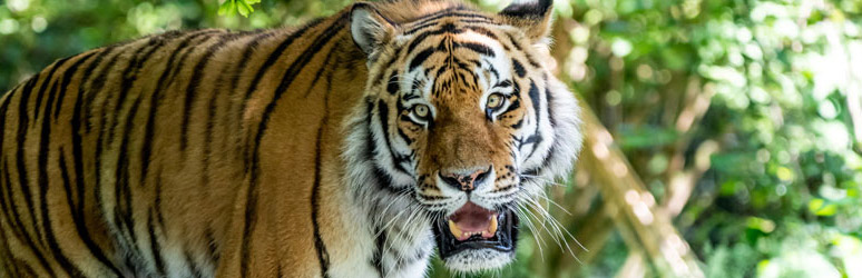 Tiger at Chessington