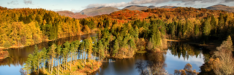 Trees and Lake view