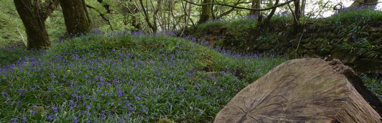 Cabilla and Redrice Woods Nature Reserve, Cornwall