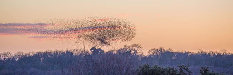 RSPB Minsmere Nature Reserve, Suffolk