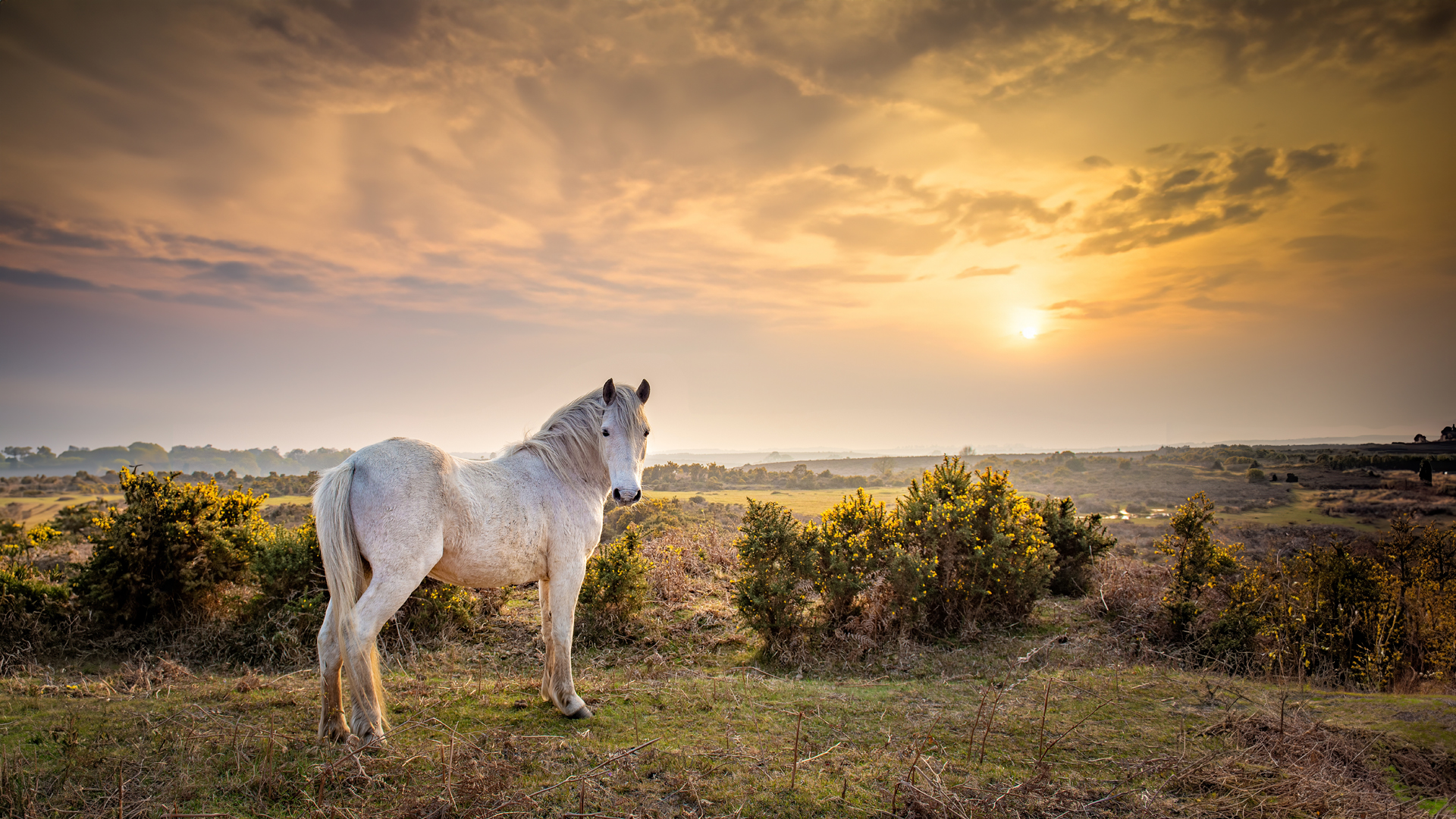 New Forest Walks