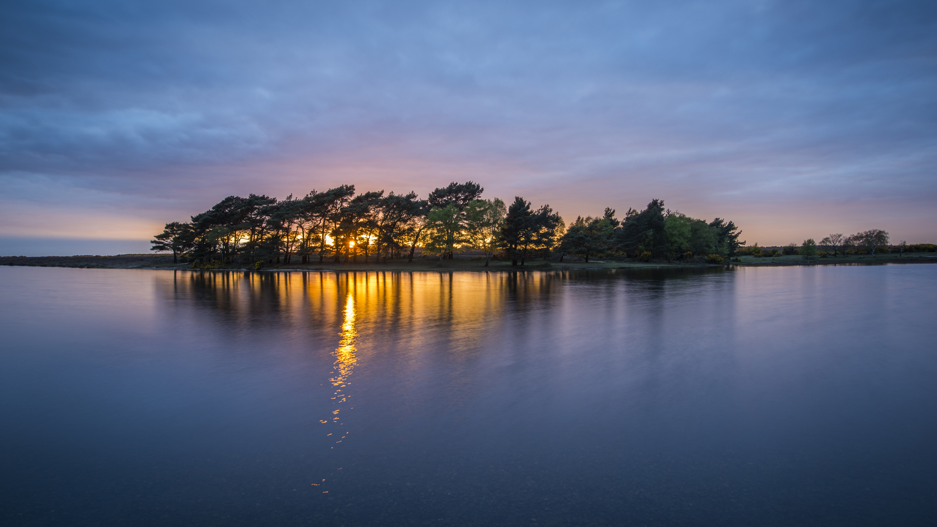 New Forest Walks