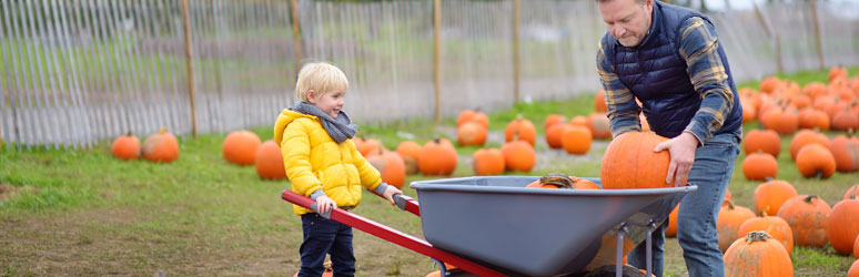 Father and son pumpking picking