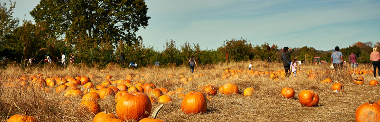 Pumpkins ready to be picked