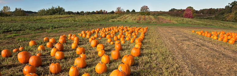 Pumpkin patch