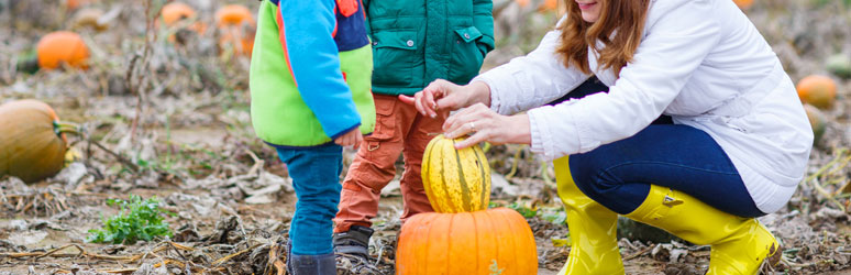 Pumpkins being picked by mother and kids