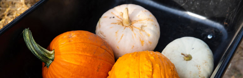 Wheelbarrow full of pumpkins