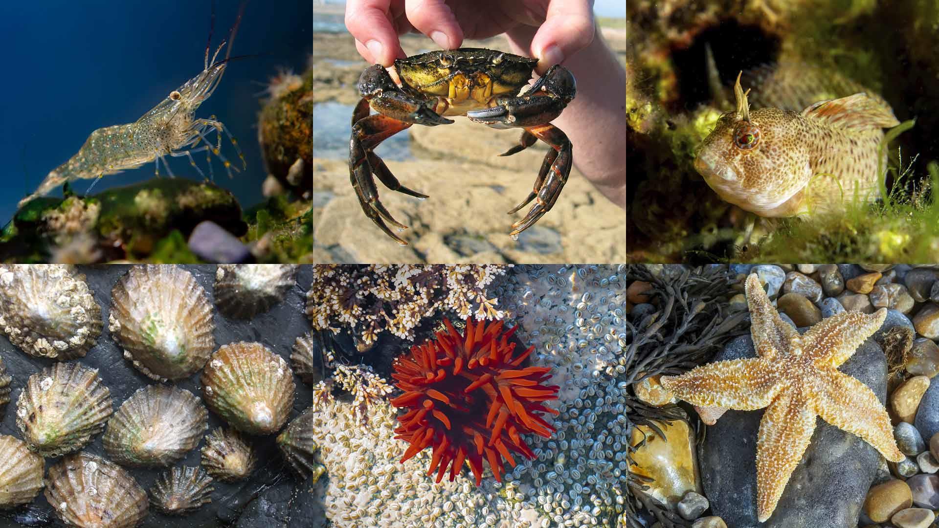 UK Rockpool Creatures
