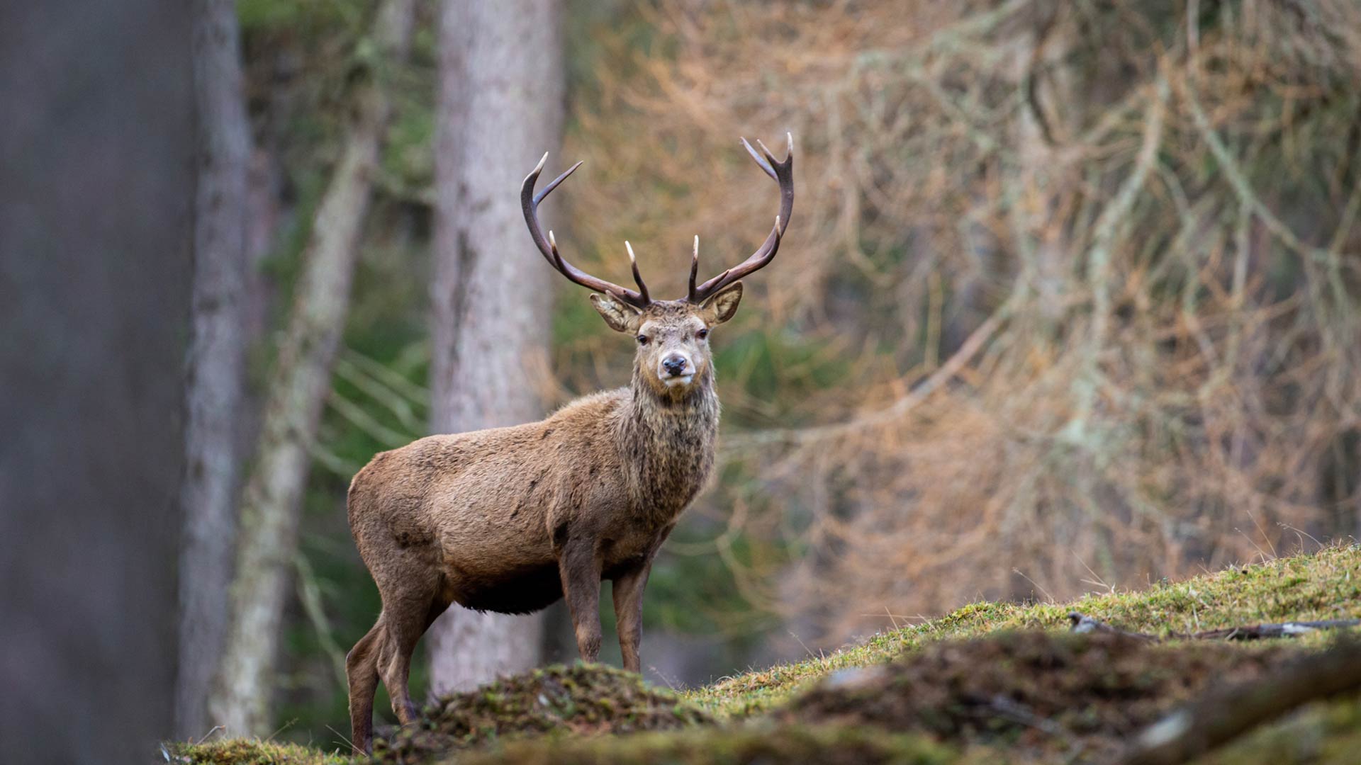 Deer on hill