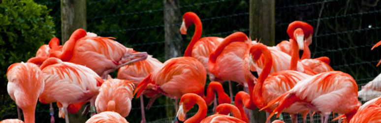 a crowd of Flamingos at chester zoo