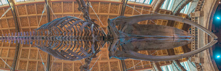 Whale bones at the natural history museum in london