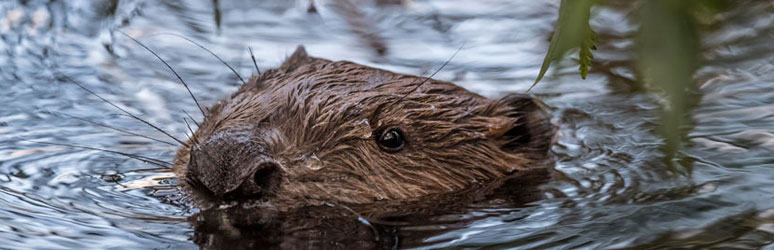 Beaver in the water