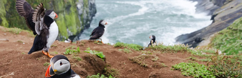group of puffins