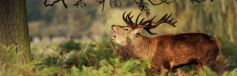 Stag in the woods