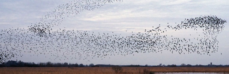 starlings in the sky