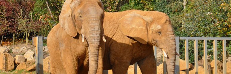 Colchester Zoo