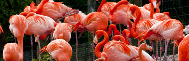 flamingos at chester zoo