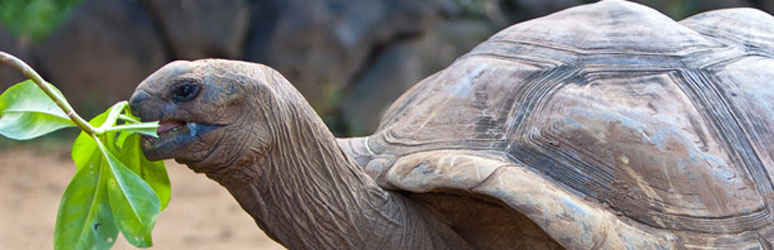 giant tortoise