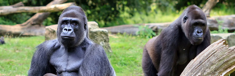 two gorillas