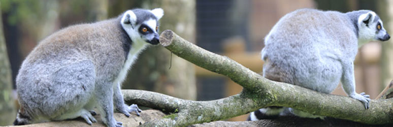 two lemurs