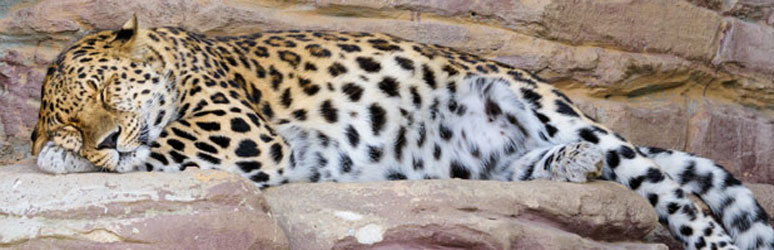 sleeping leopard