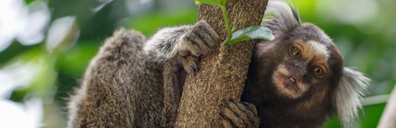 marmoset climbing a tree