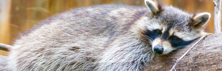 racoon on a branch