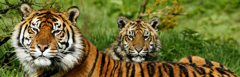 Two tigers lying down