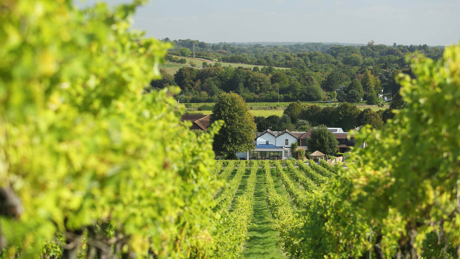 Vineyard