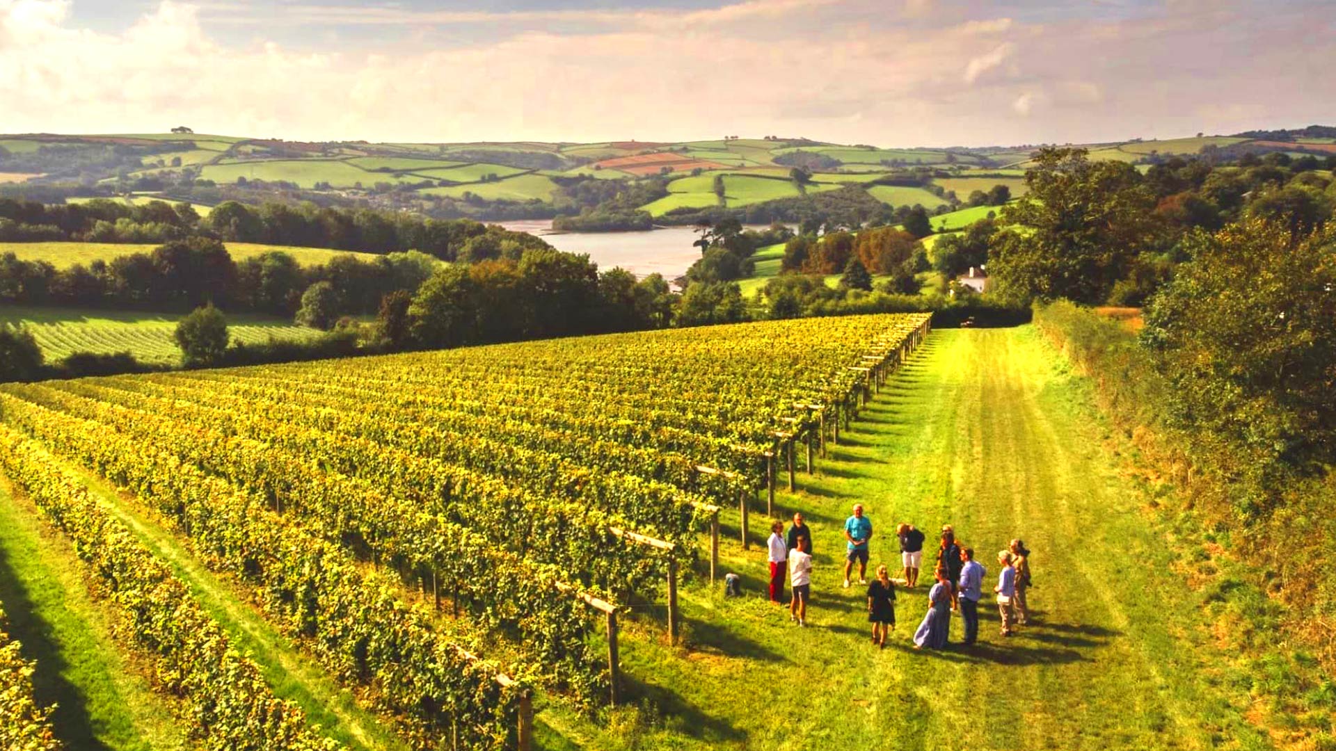 Vineyard