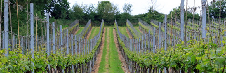 Vineyards in the Cotswolds