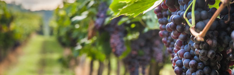 Grapes growing in UK vineyard