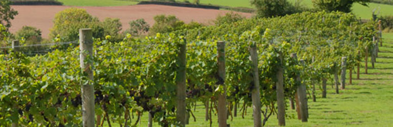 Vineyard in Devon