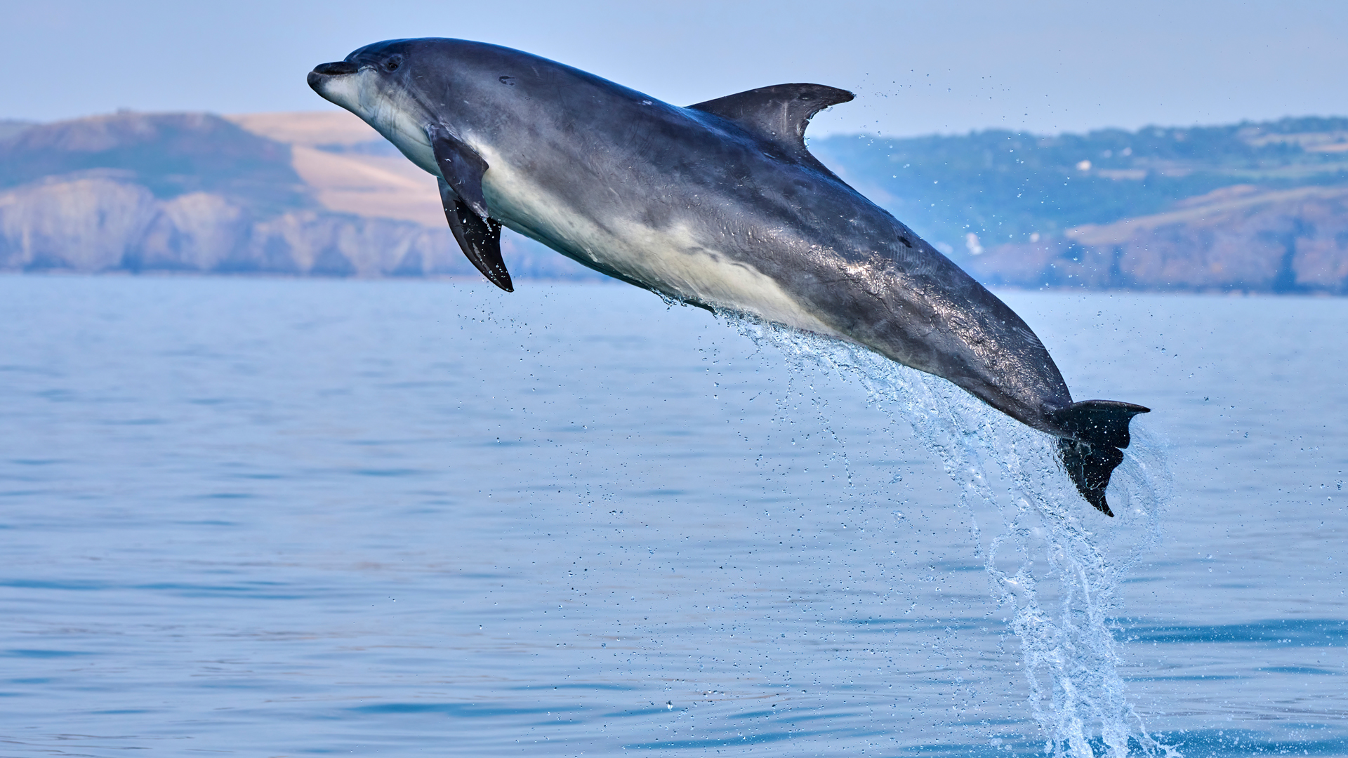 Dolphin spotted at Cardigan Bay