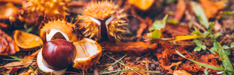 Conkers on the ground in autumn surrounded by leaves